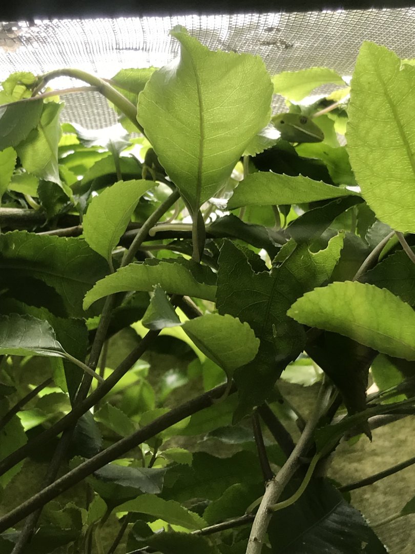 Manuka Gecko (Naultinus manukanus)