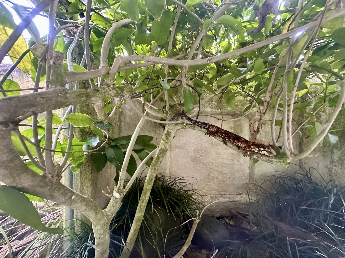 Manuka Gecko/Small-scaled Skink Exhibit