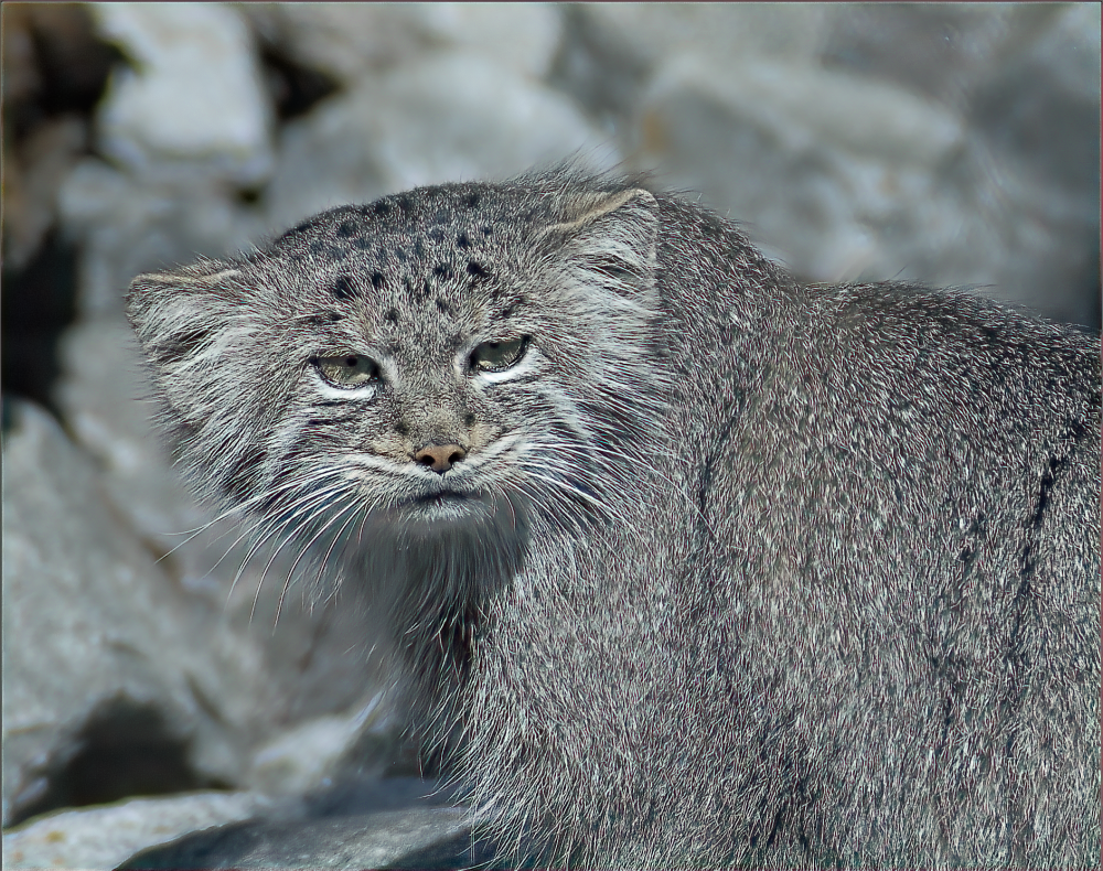 Manul - Berlin Tierpark 2022