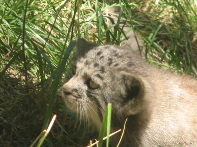 Manul cub portrait