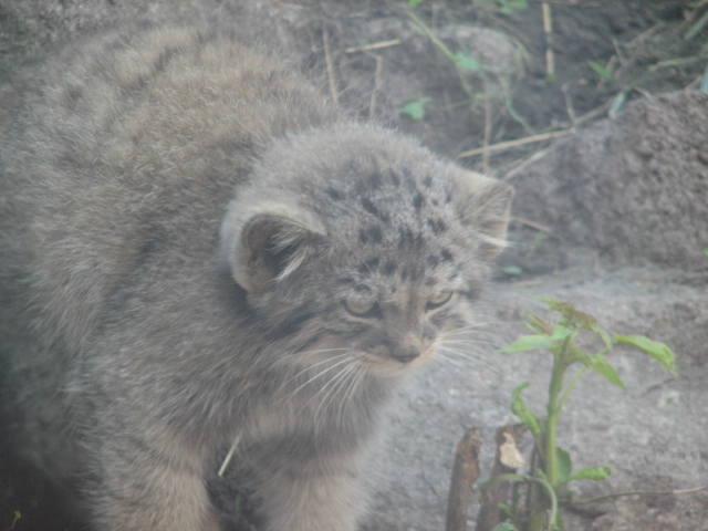 Manul cub