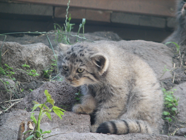 Manul cub