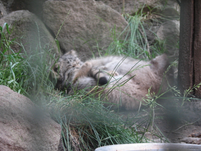 Manul cubs playing