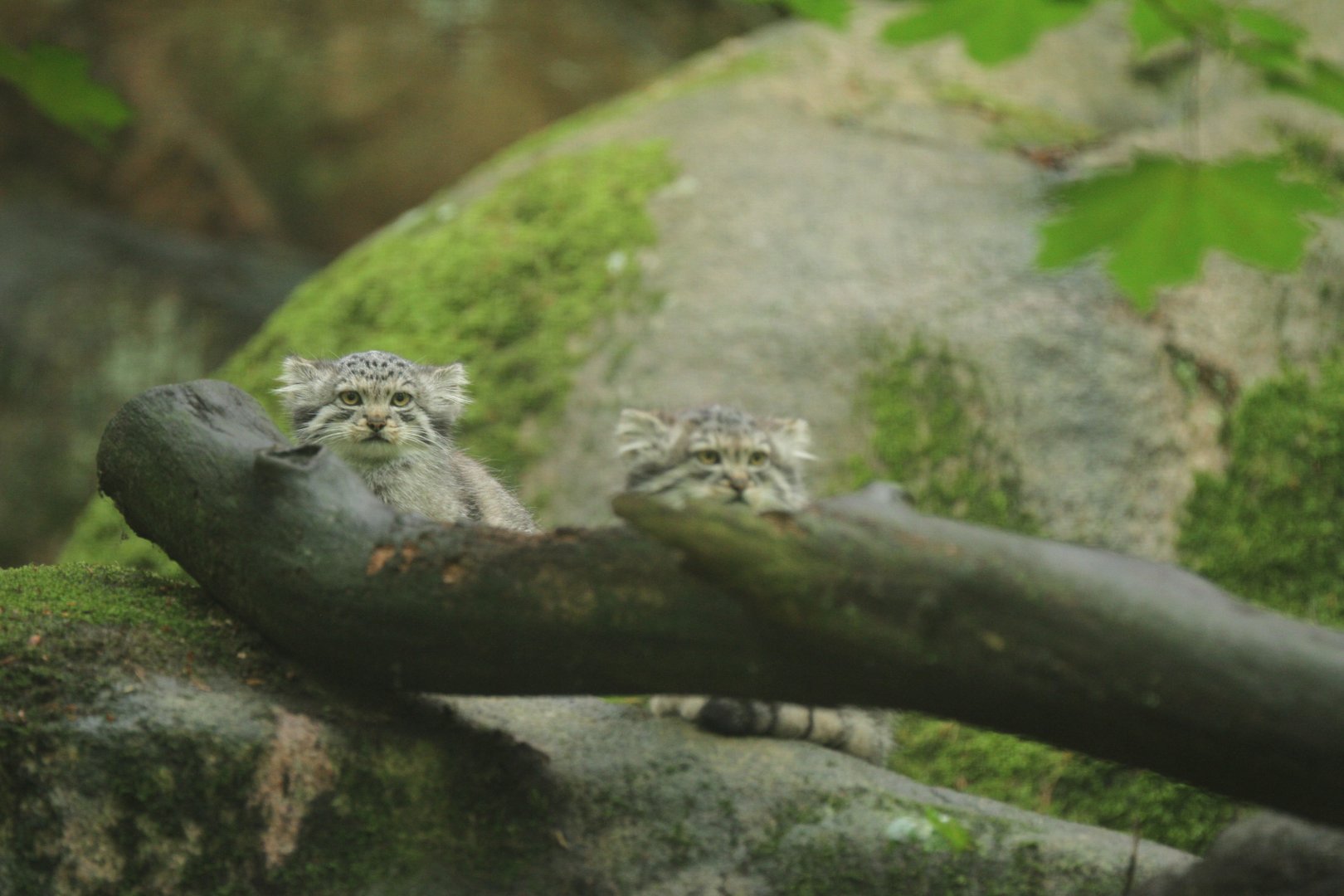 Manul kittens (Otocolobus manul)