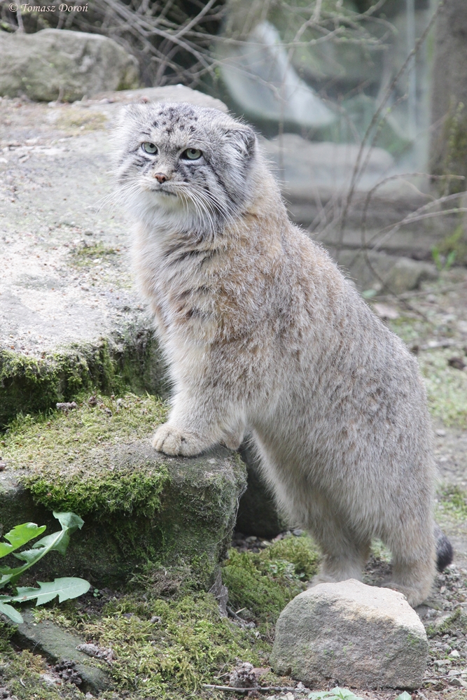 Manul (Otocolobus manul manul)