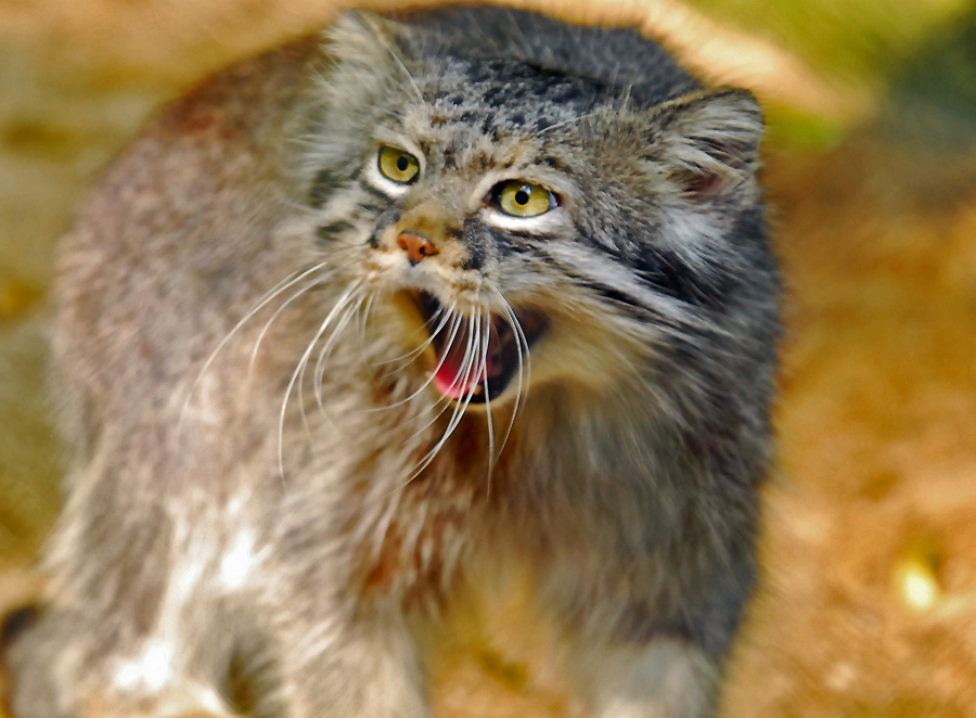 manul,