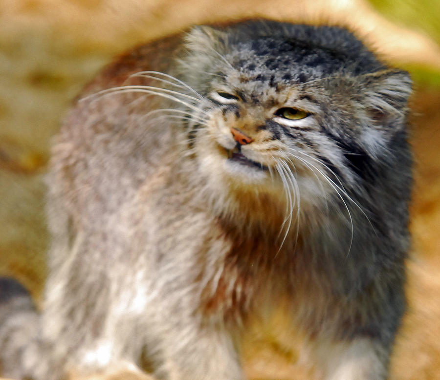 manul,