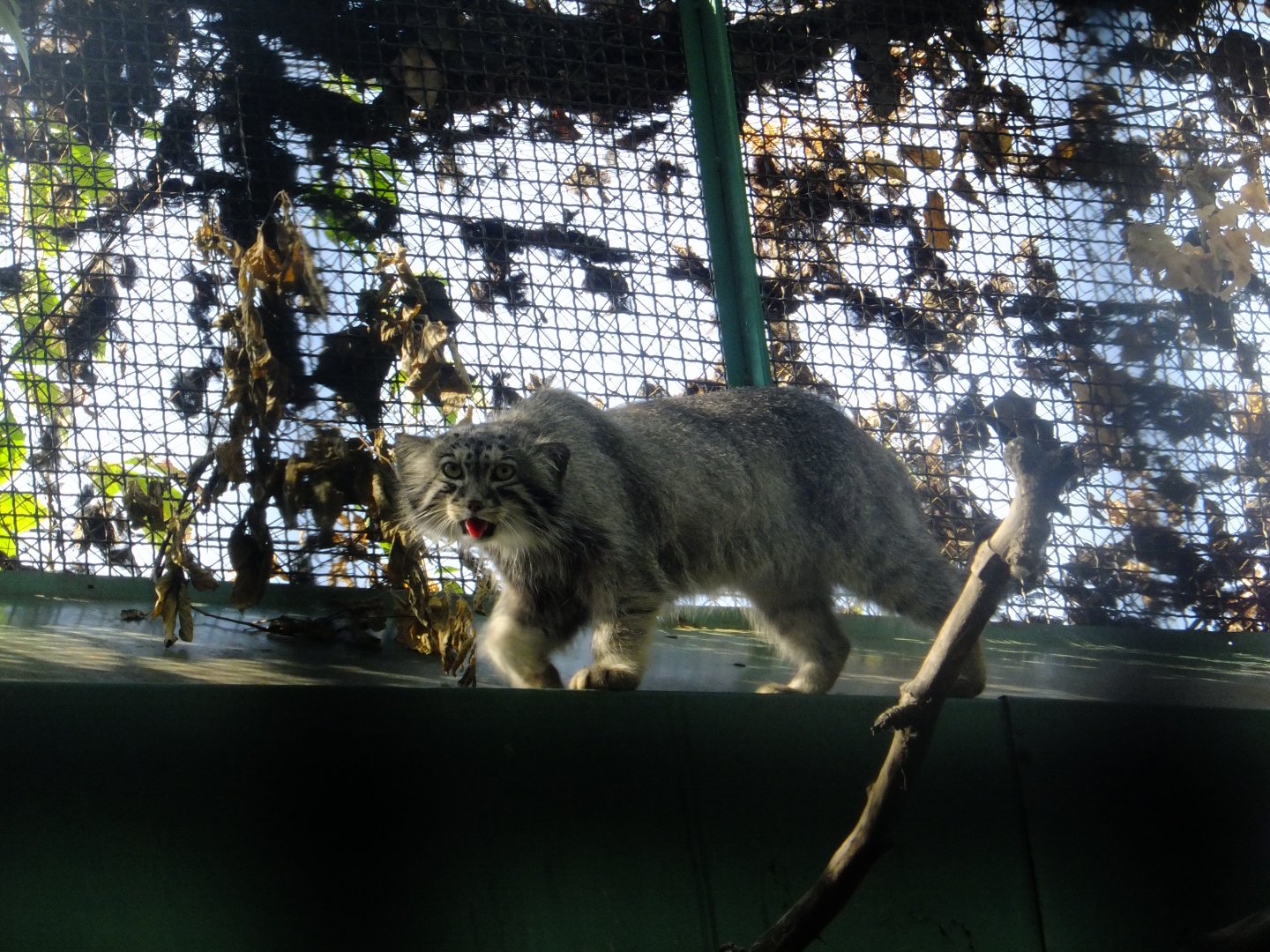 Manul