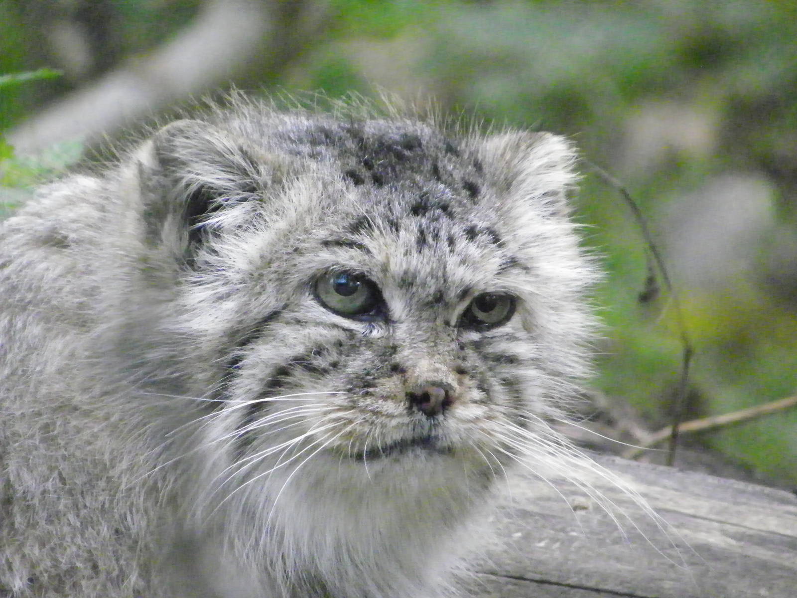 Manul