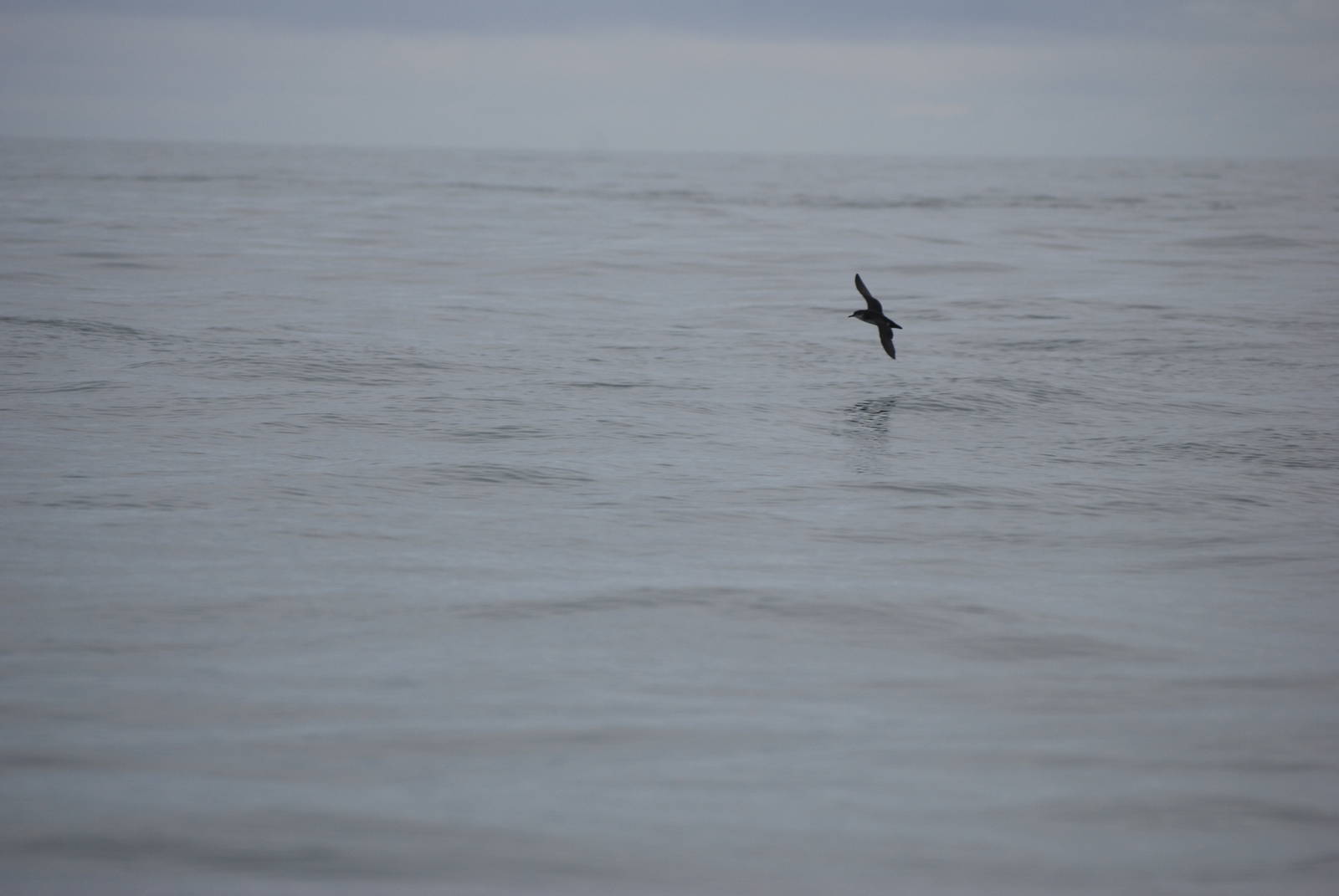 Manx Shearwater - between Ramsey and Grassholm, 01/08/11