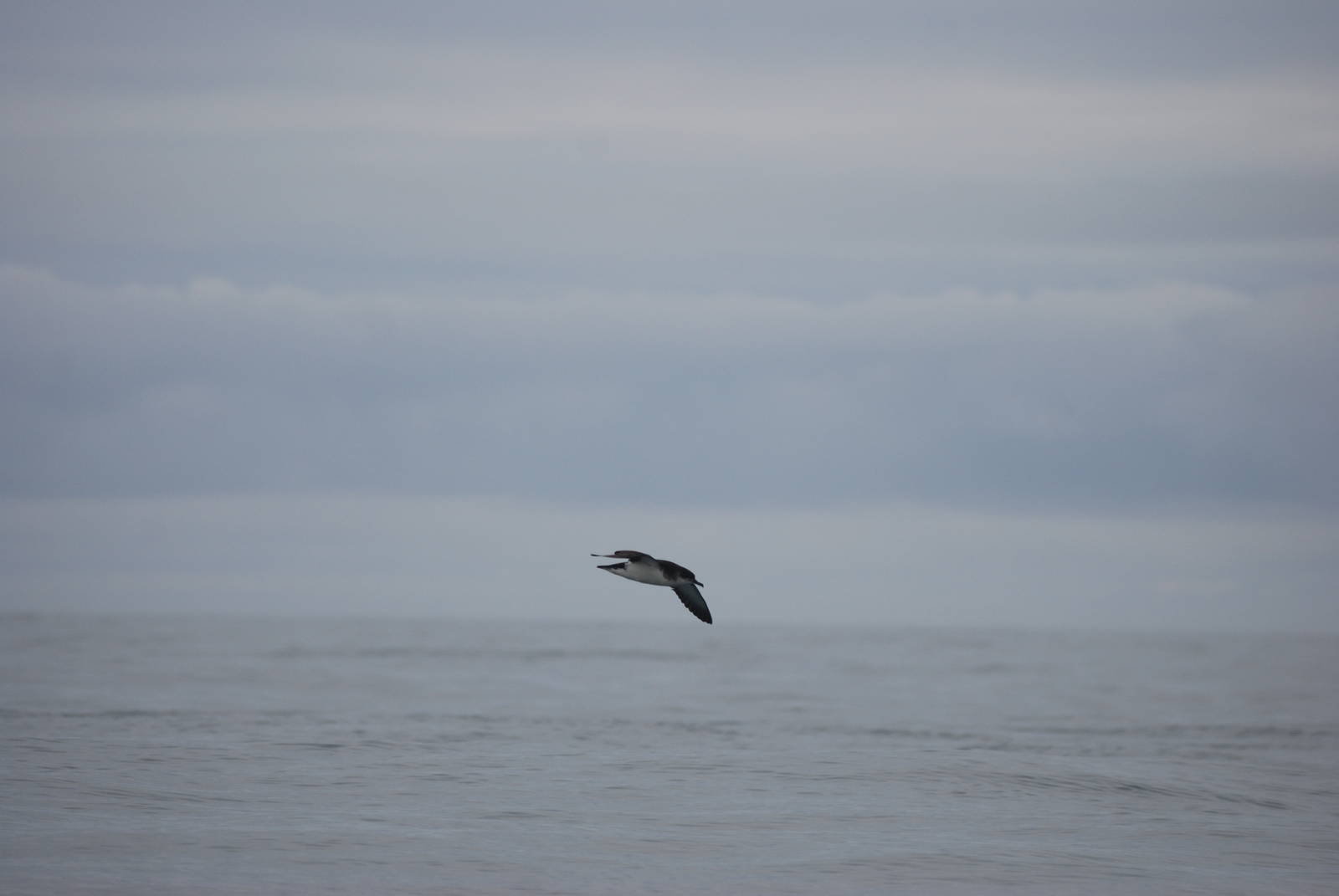 Manx Shearwater - between Ramsey and Grassholm, 01/08/11