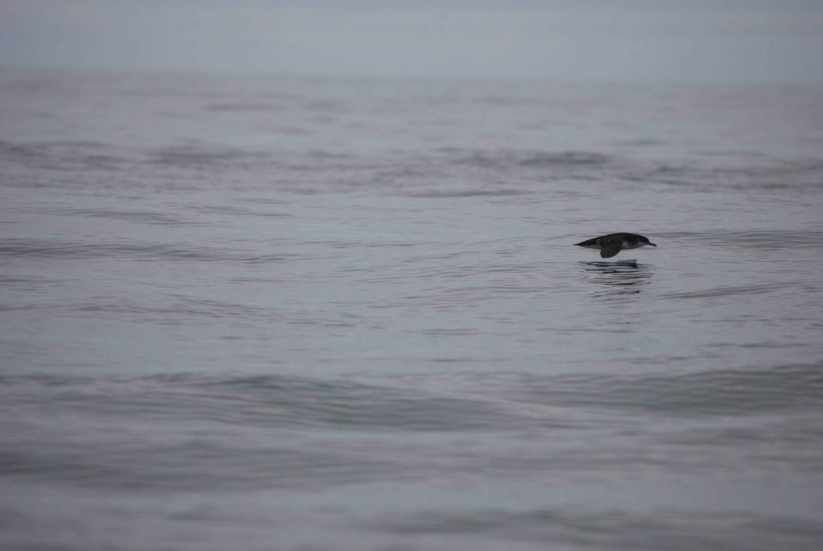 Manx Shearwater - between Ramsey and Grassholm, 01/08/11
