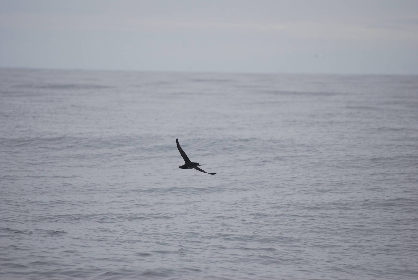 Manx Shearwater - off Grassholm/the Smalls, 01/08/11