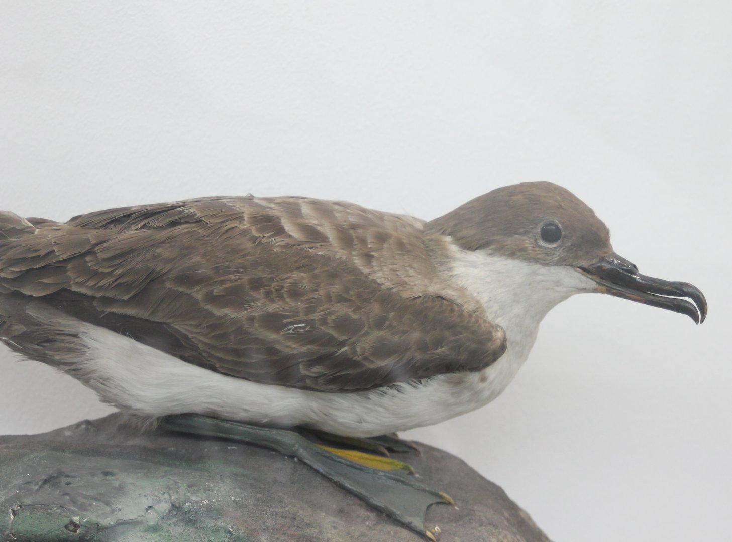 Manx shearwater - Puffinus puffinus
