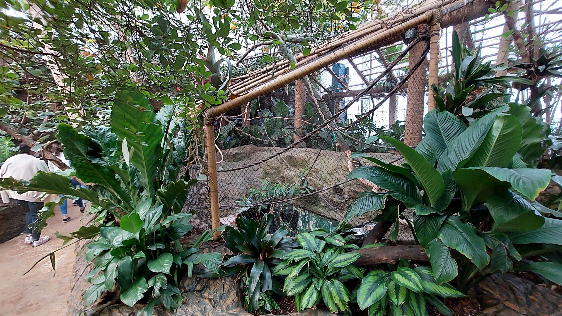 Many-Banded Aracari enclosure- Toucan Encounter