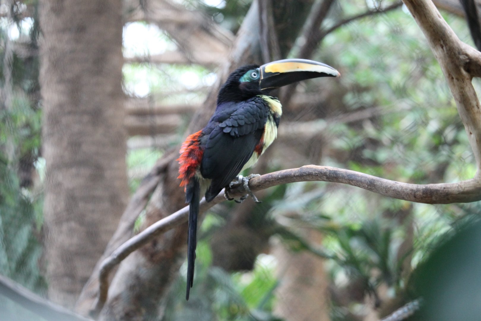 Many-banded Aracari (Pteroglossus pluricinctus)