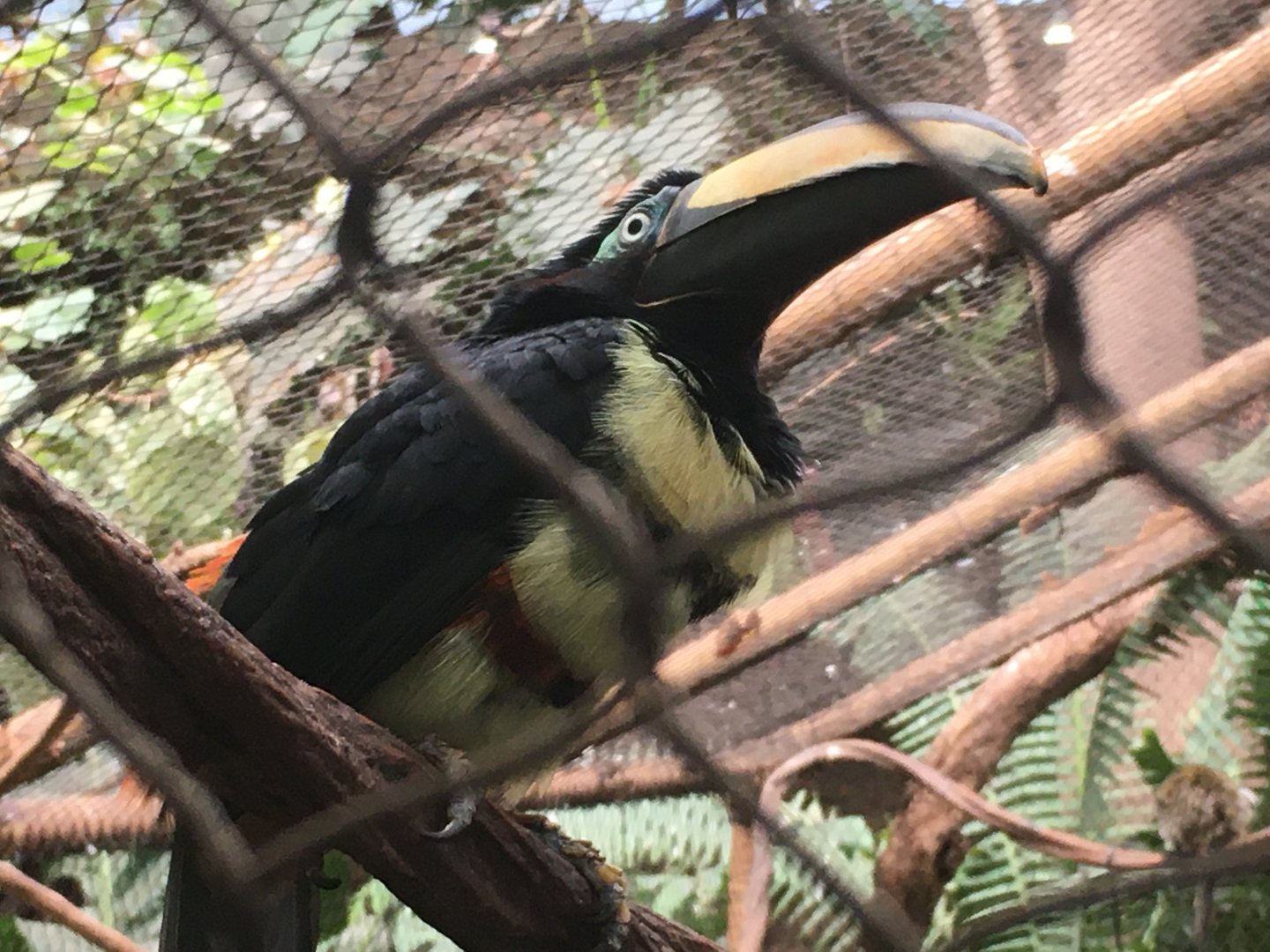 Many-Banded Aracari (Pteroglossus pluricinctus)
