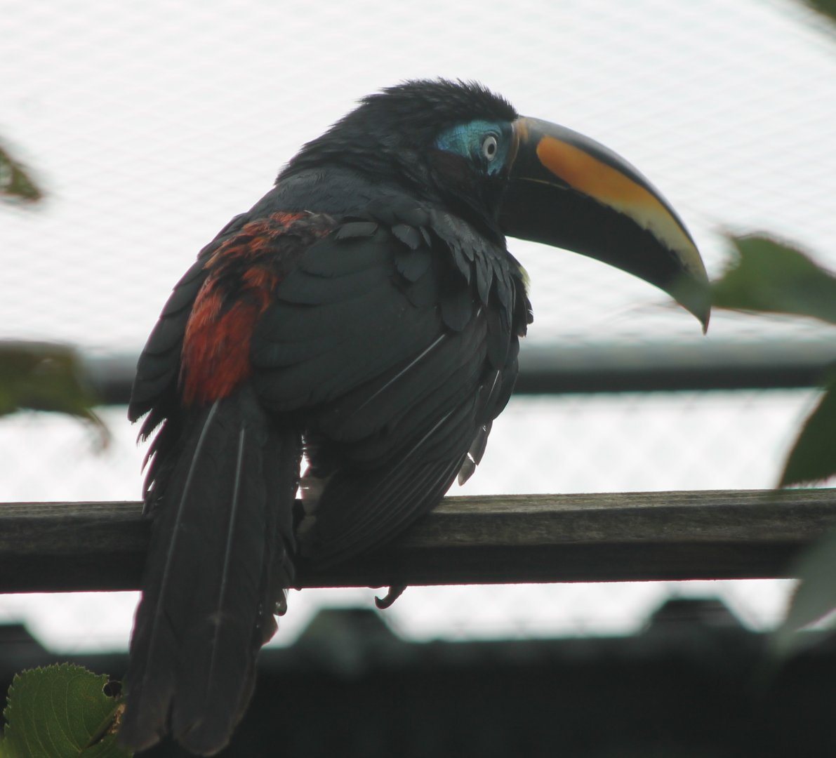 Many-banded Aracari