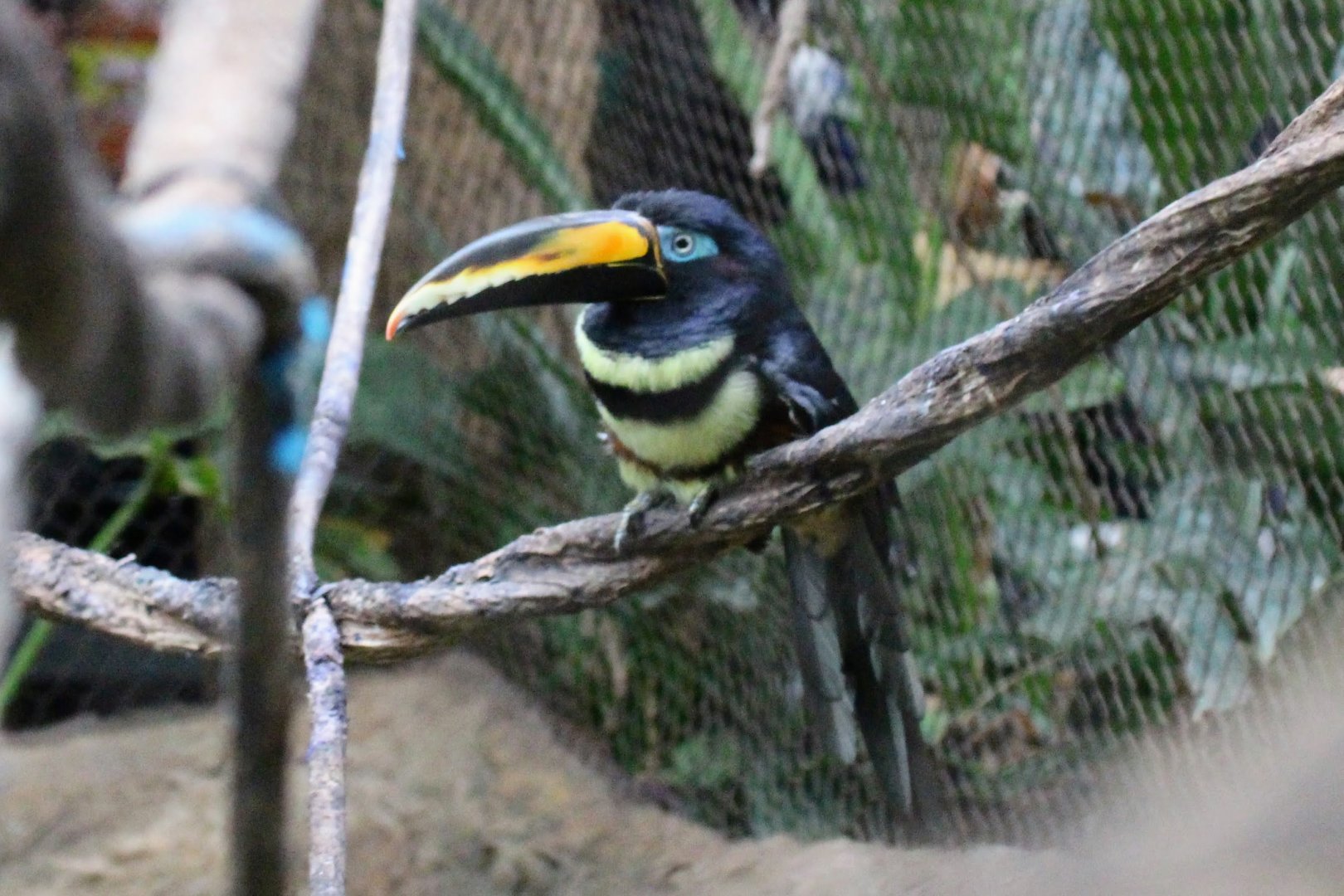 Many-banded Aracari
