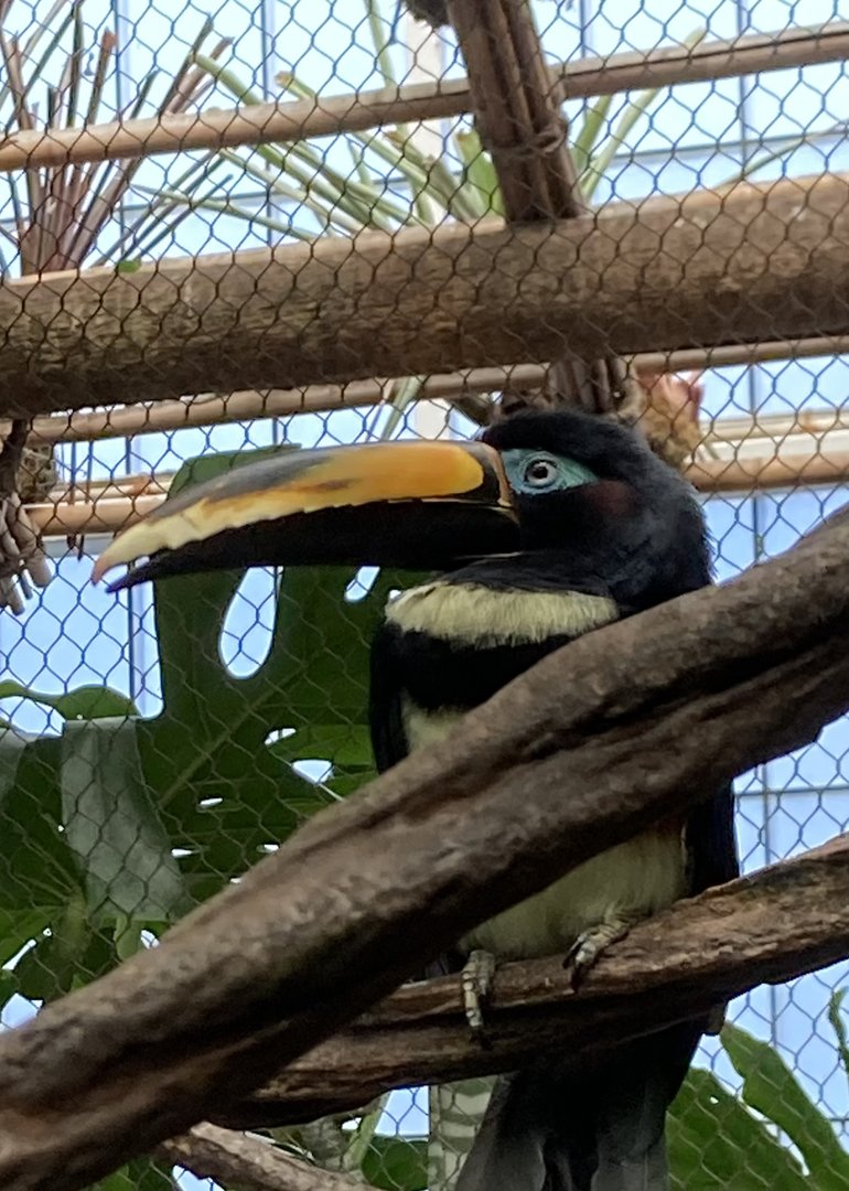 Many-Banded Aracari