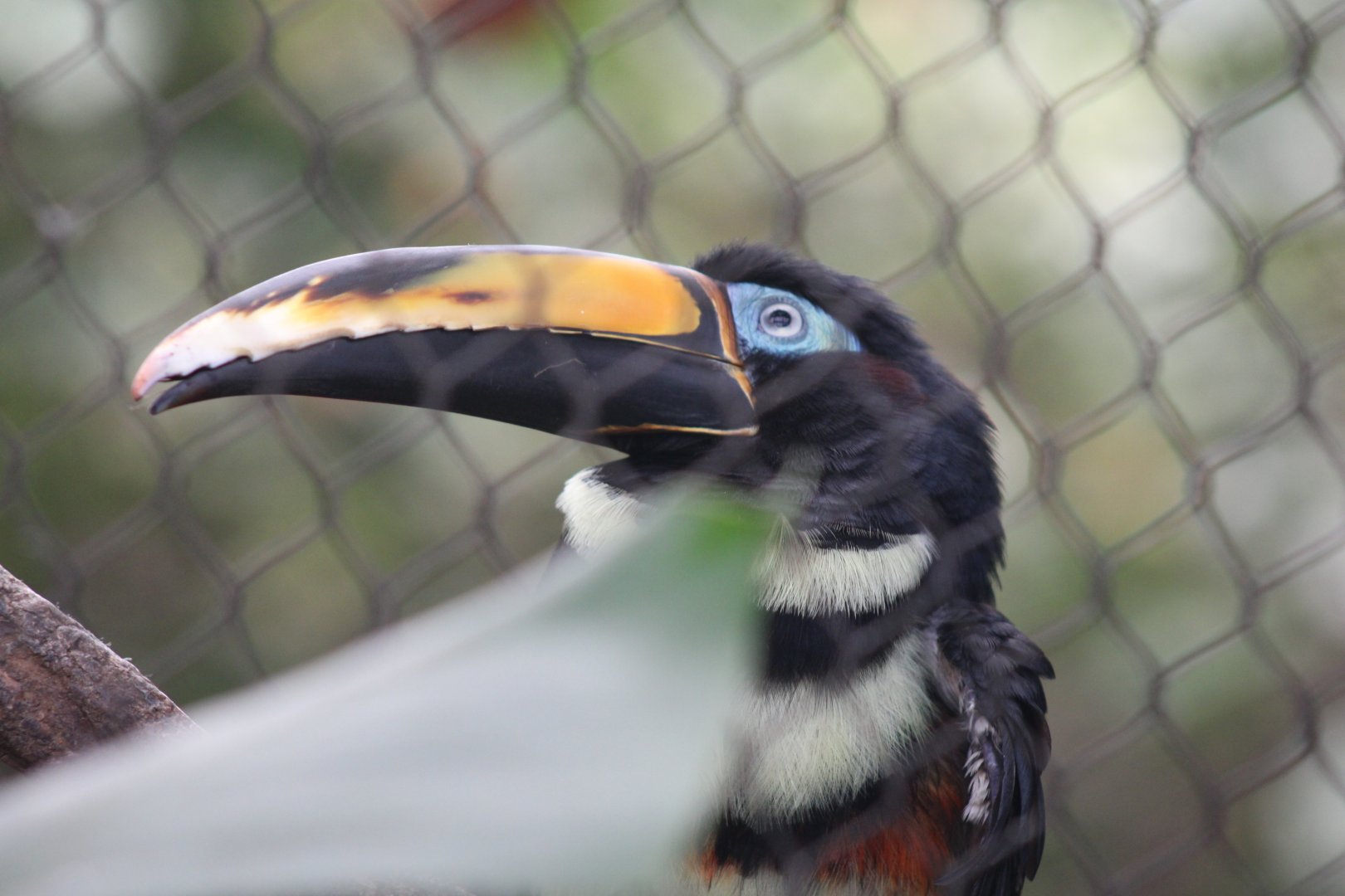 Many-banded Aracari