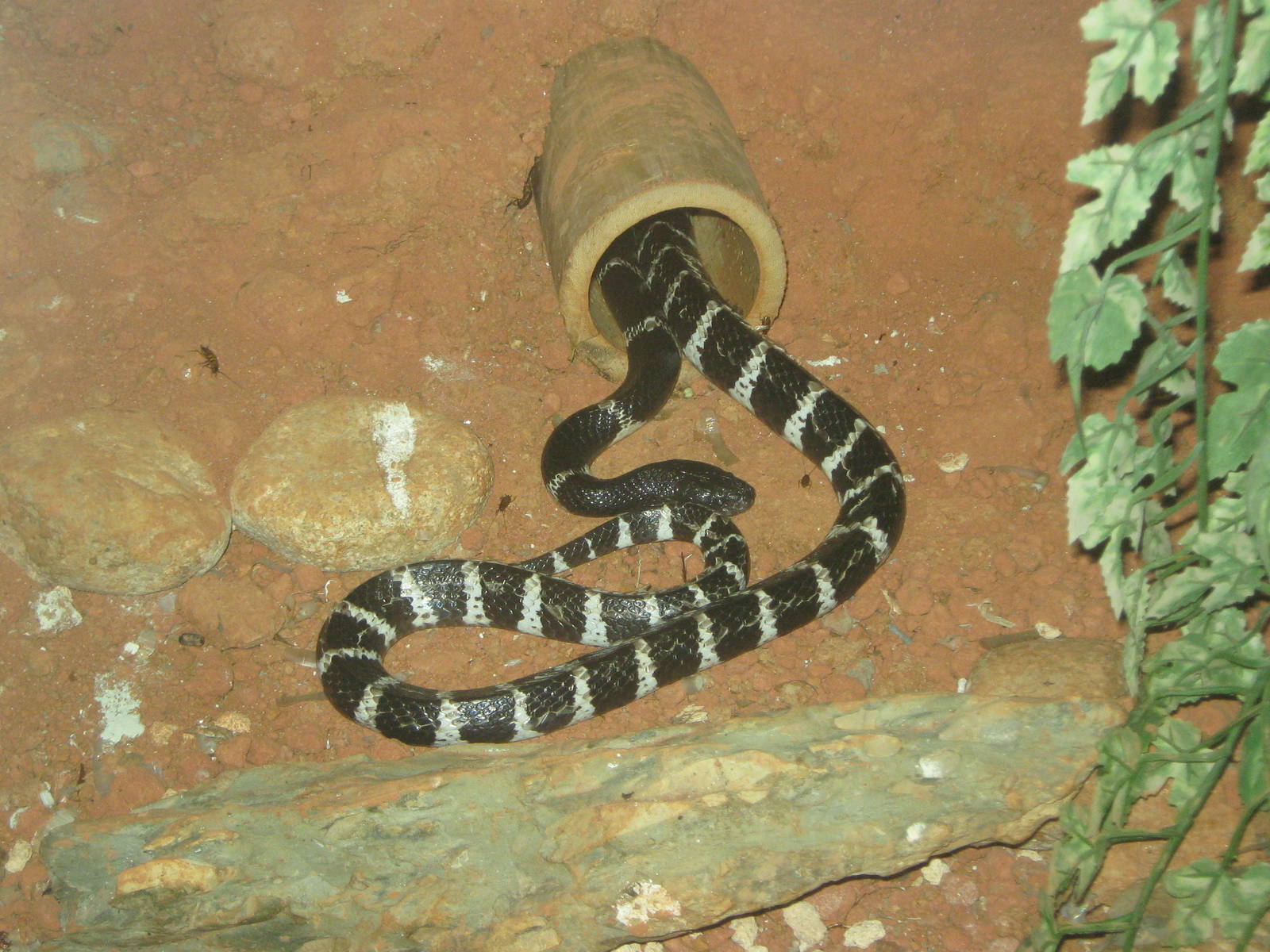 Many-banded krait (Bungarus multicinctus)