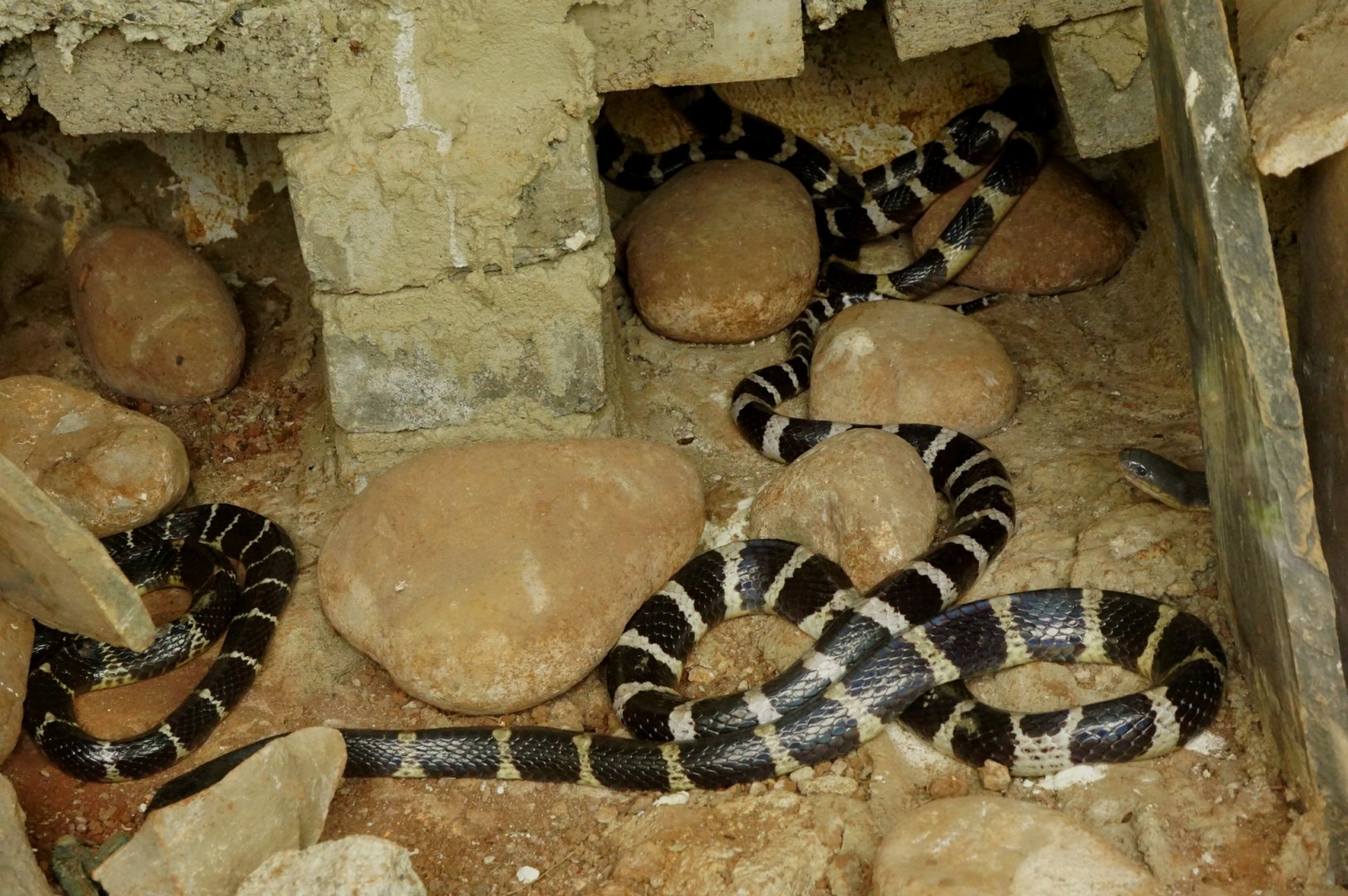 Many-banded krait