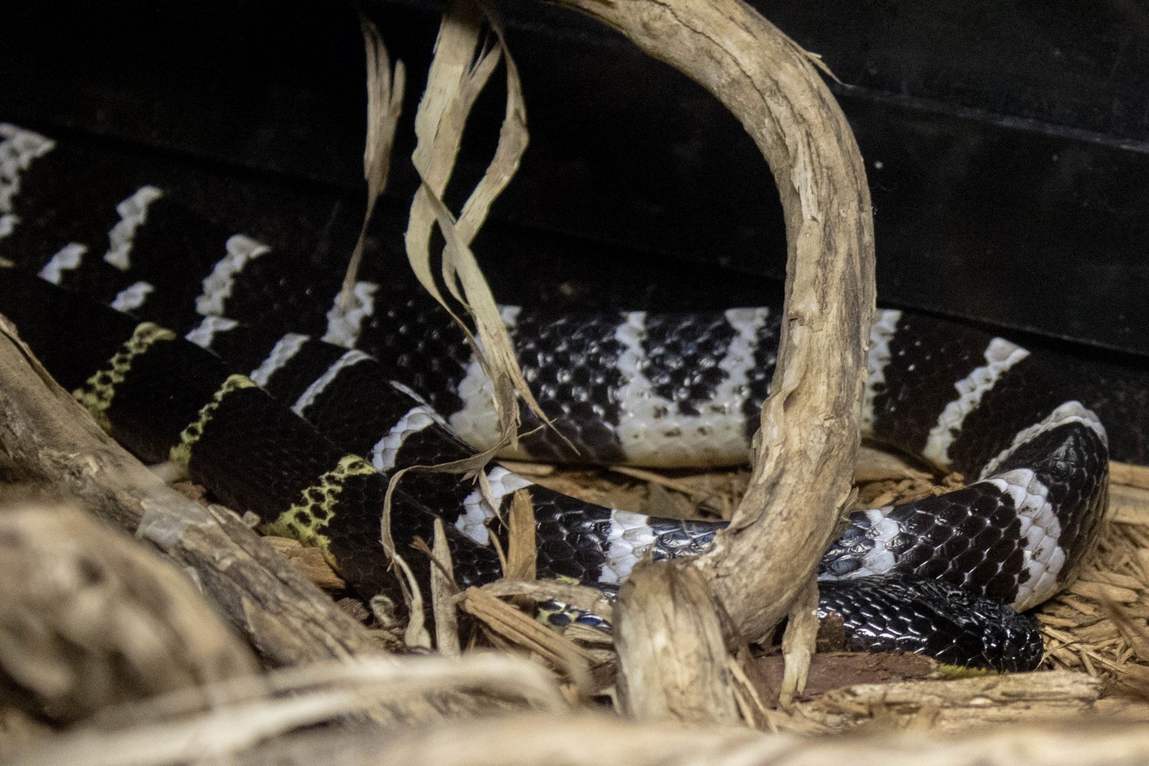 Many-banded krait