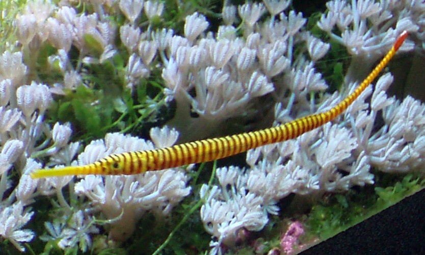 Many-banded Pipefish (Doryrhamphus multiannulatus)