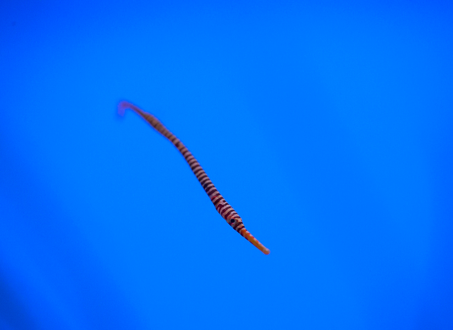 Many Banded Pipefish