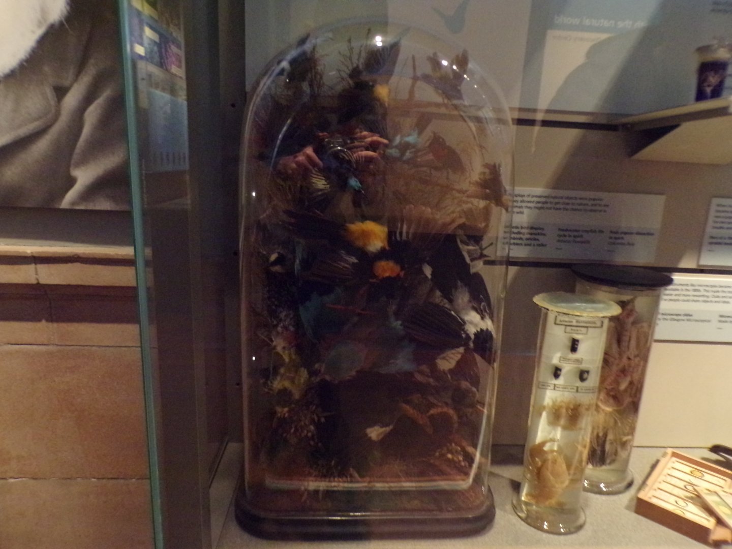 Many birds in a container (taken at Kelvingrove museum) 12.2.24