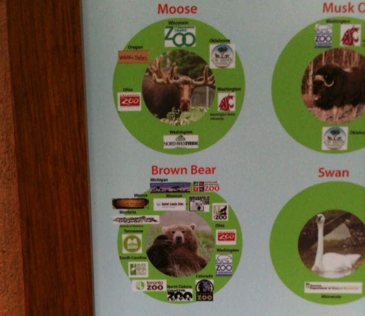 Many Brown Bears in the Lower 48 got their start in Alaska