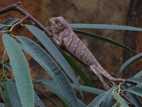 Many-colored bush anole (Polychrus marmoratus)