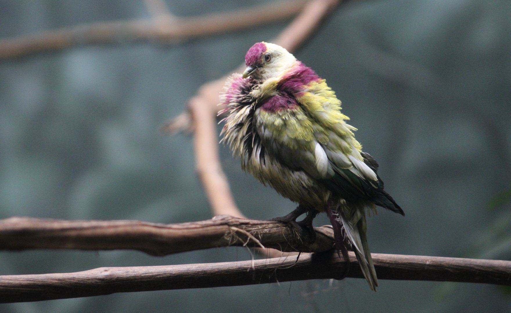 Many-Colored Fruit Dove (Ptilinopus perousii) male displaying