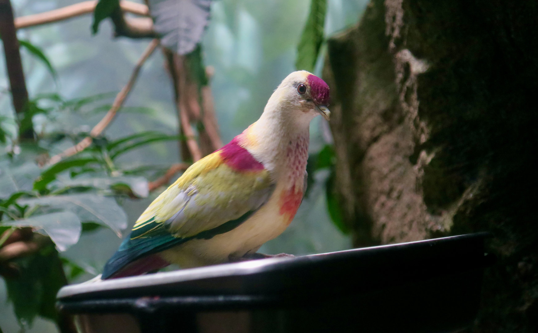 Many-Colored Fruit Dove (Ptilinopus perousii)