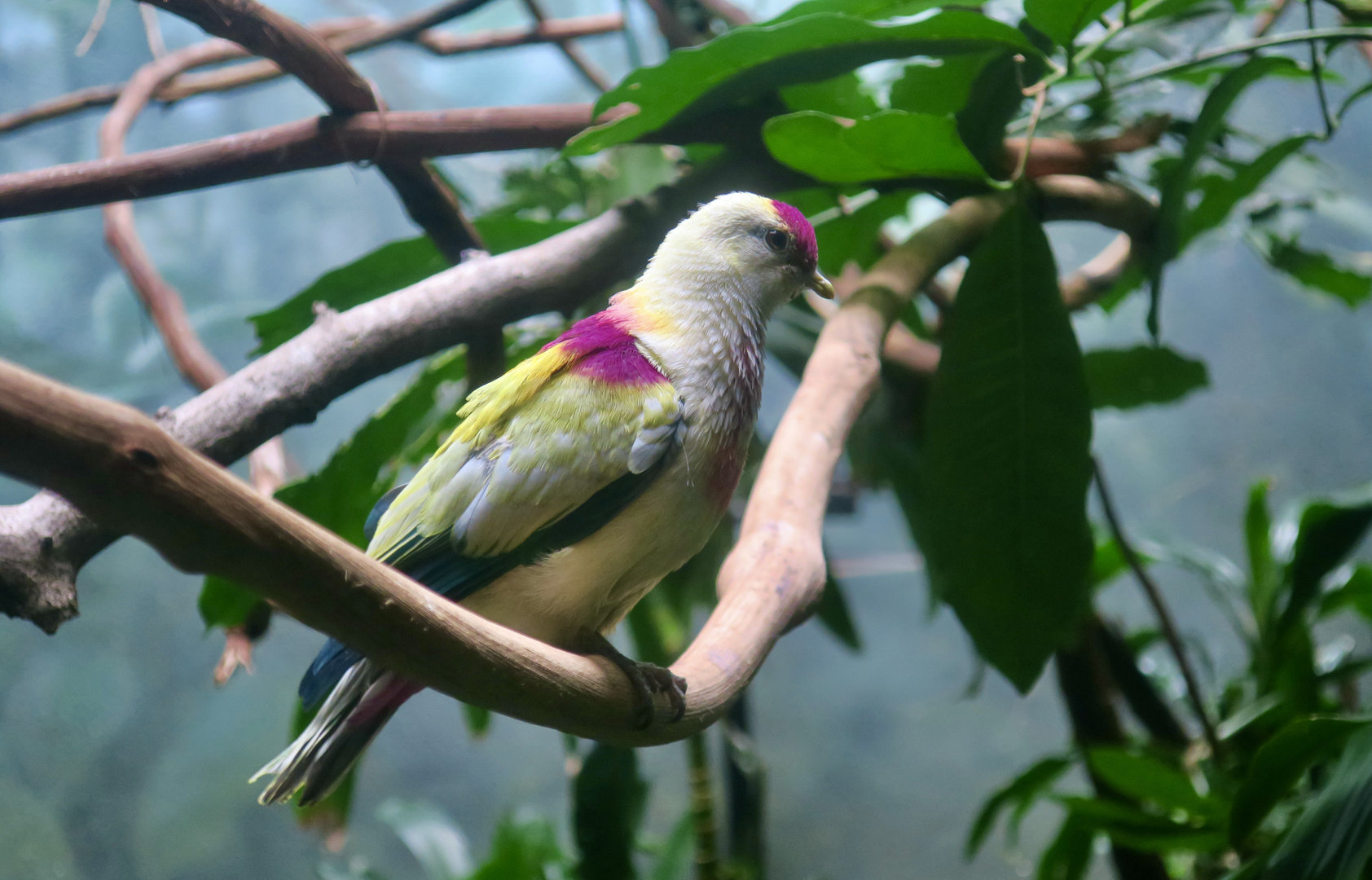 Many-Colored Fruit Dove (Ptilinopus perousii)