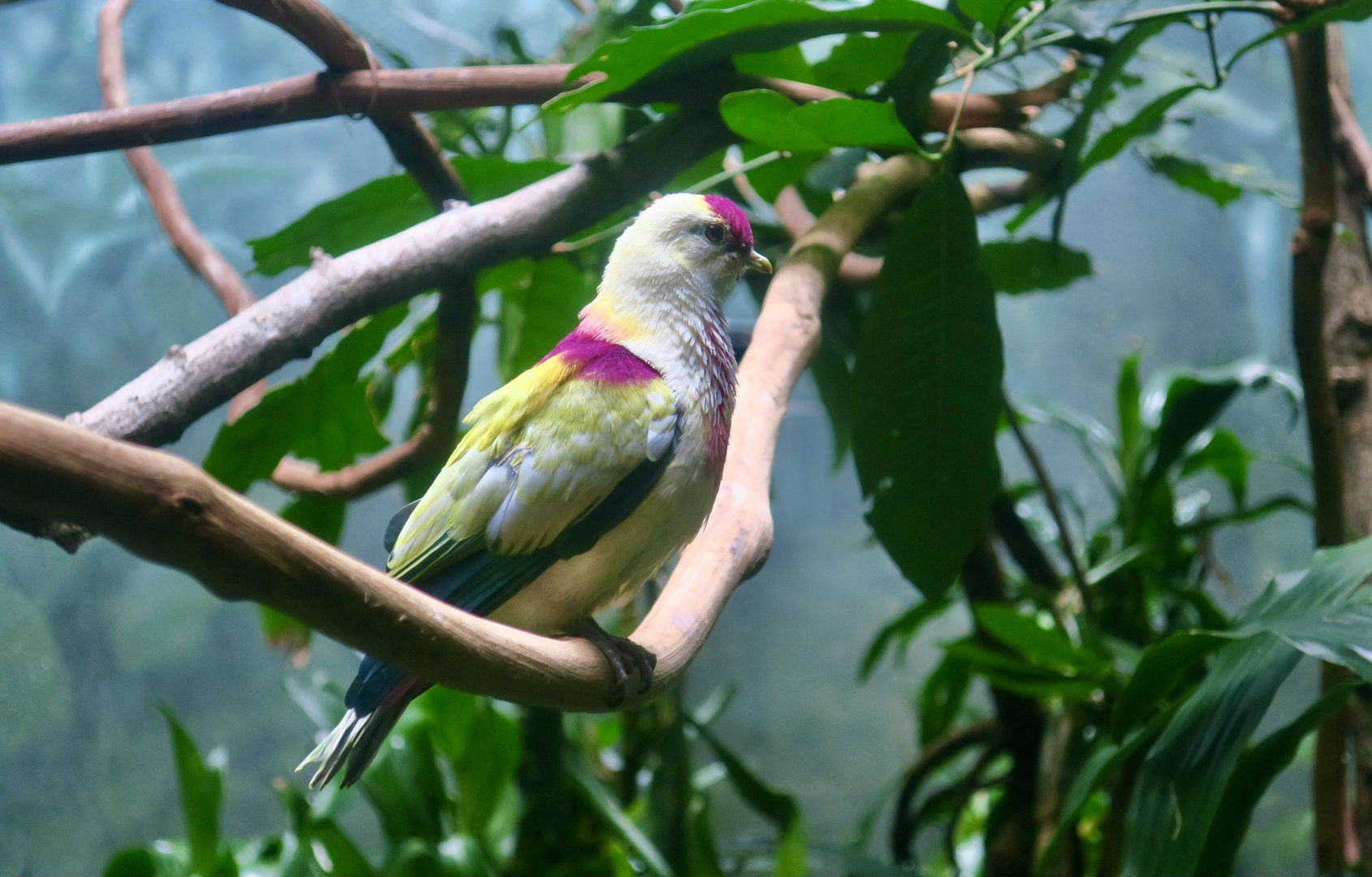 Many-Colored Fruit Dove (Ptilinopus perousii)