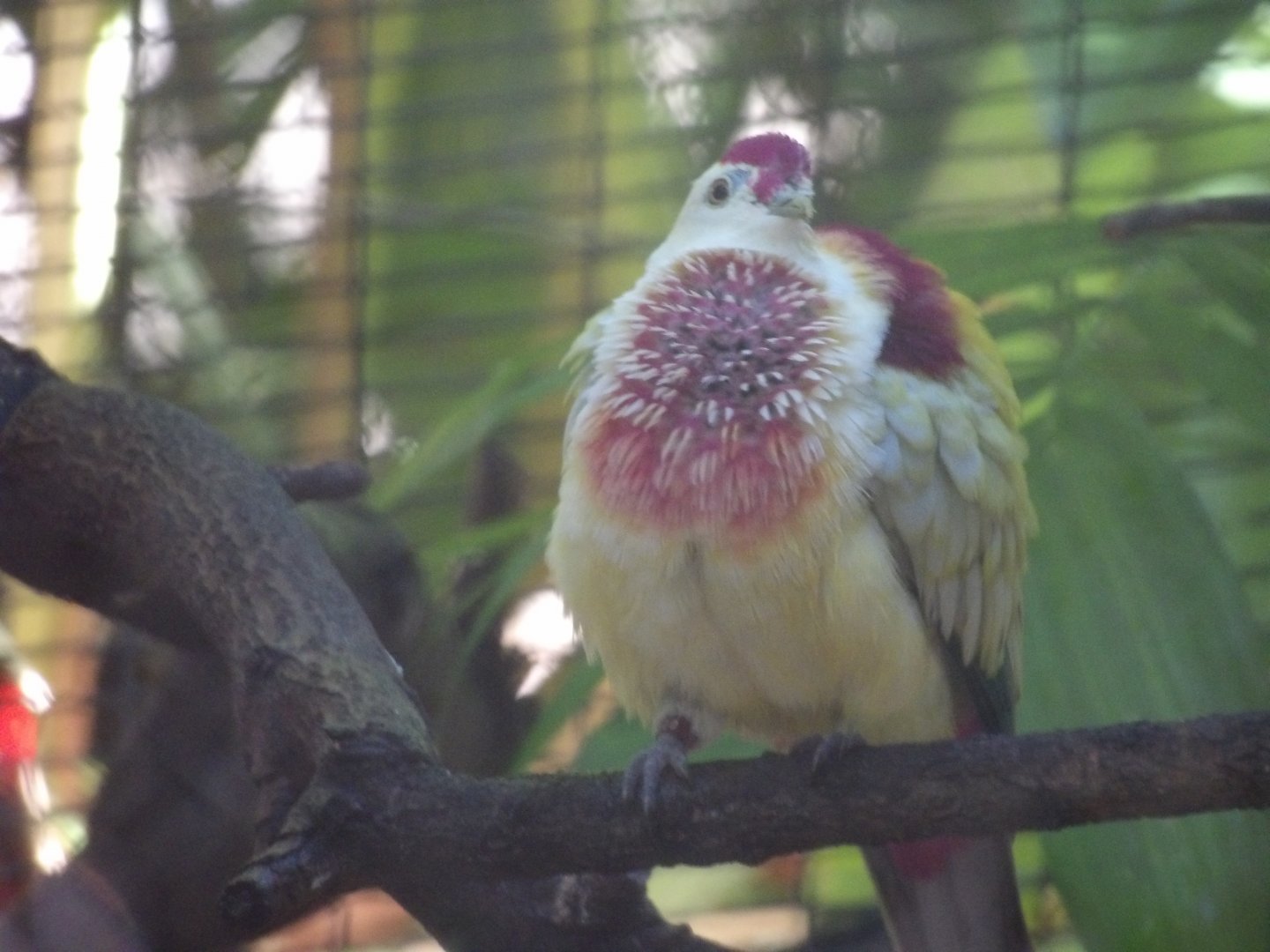Many-Colored Fruit Dove(Ptilinopus perousii)