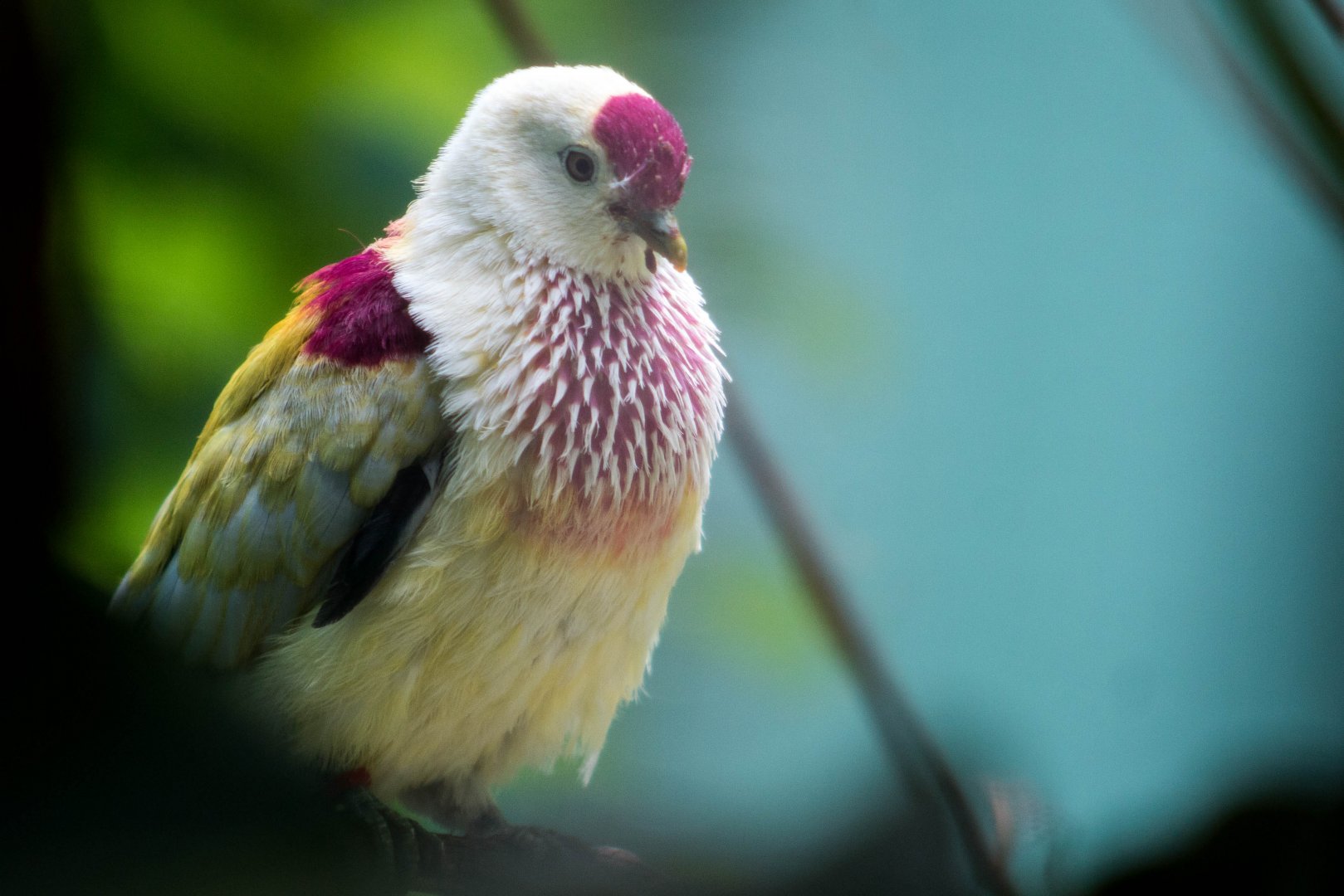 Many-colored fruit dove