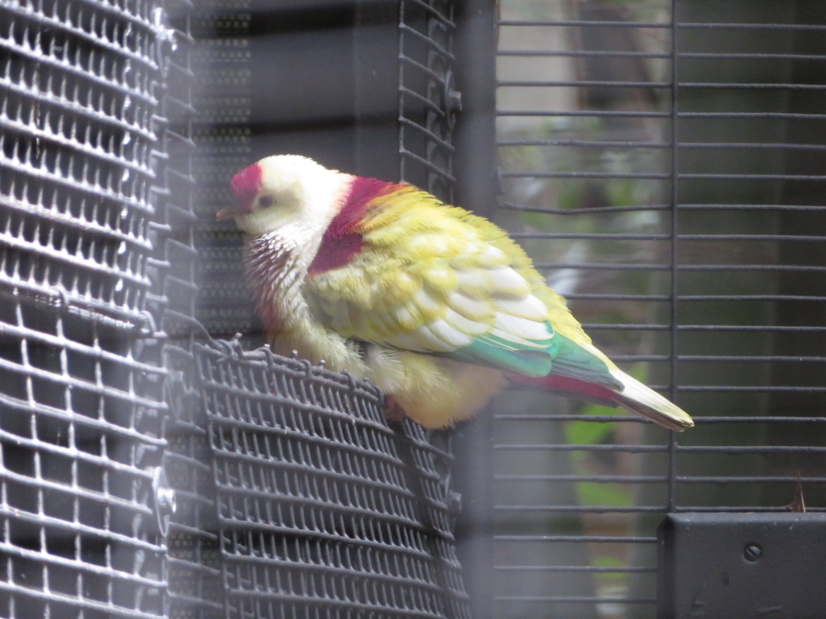 Many-colored Fruit Dove