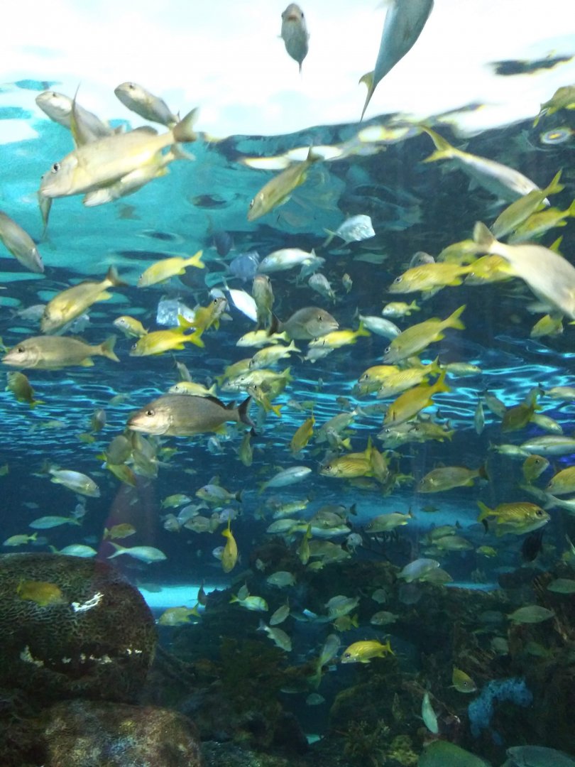 Many colorful fish overhead