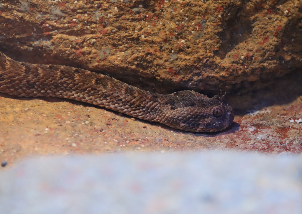 Many-horned viper (Bitis cornuta)