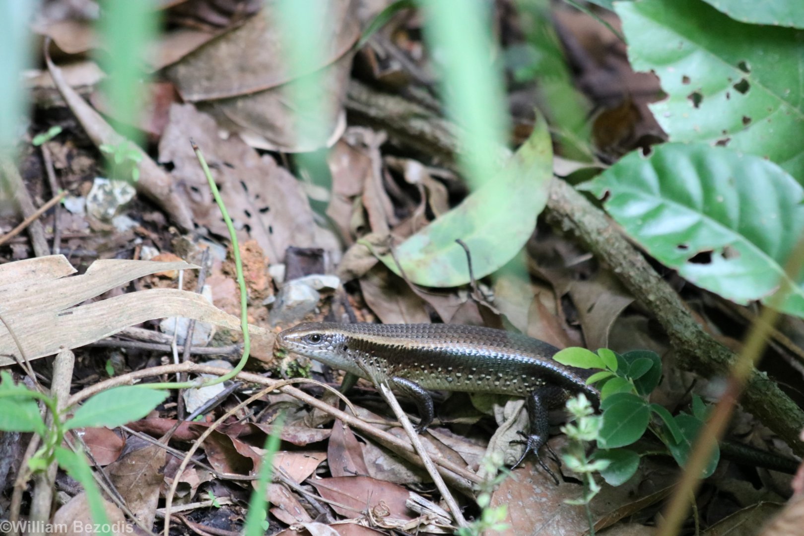 Many-lined Sun-skink - Kaeng Krachan National Park