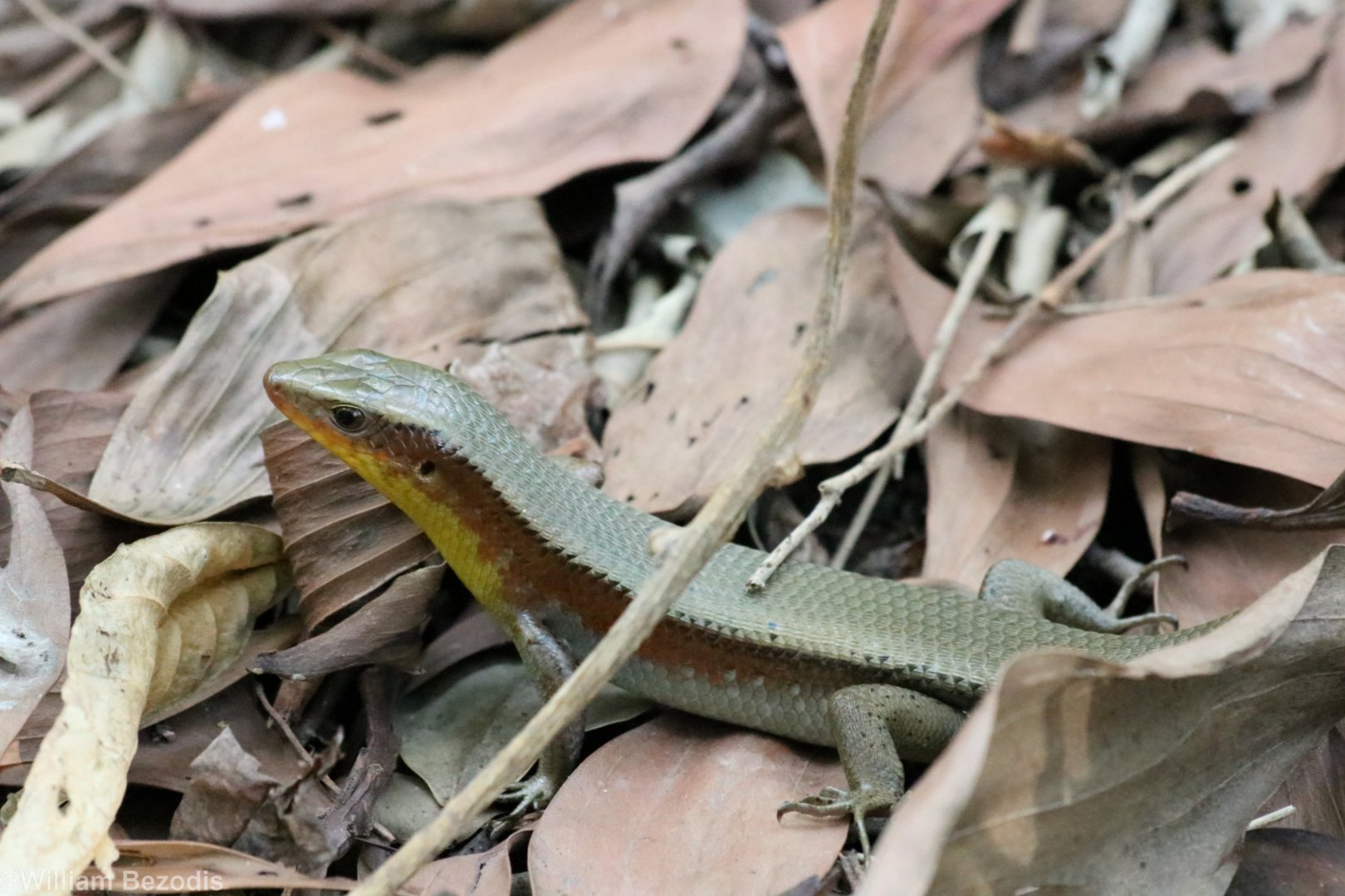 Many-lined Sun-skink - Sri Nakhon Khuean Khan Park