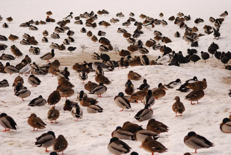 Many many ducks