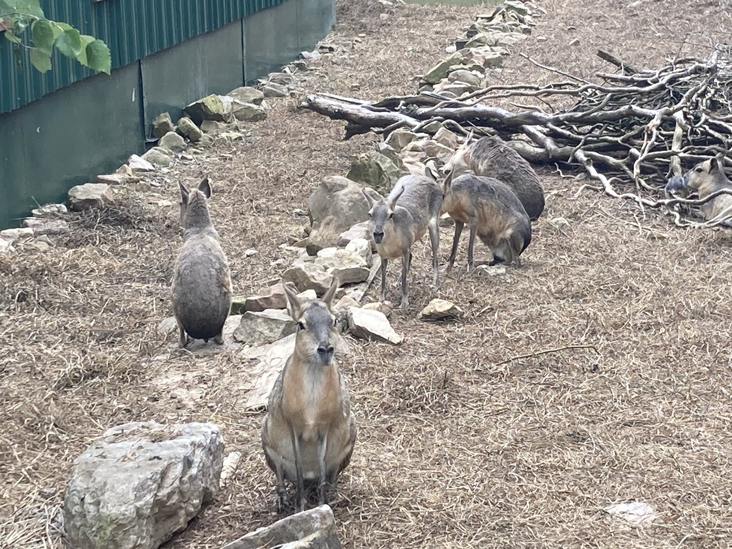 Many Patagonian Cavies
