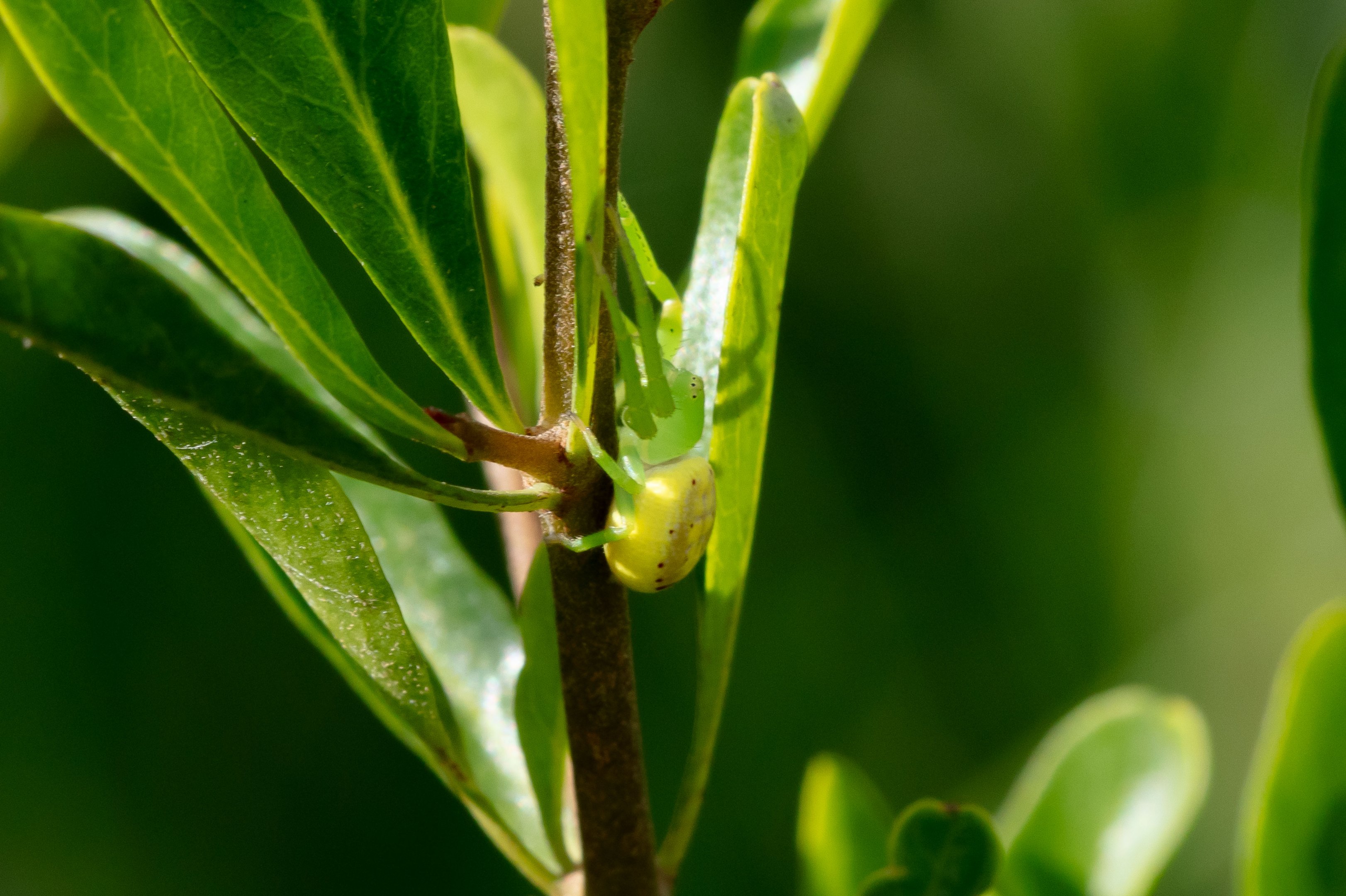 Many-spotted Flower Spider