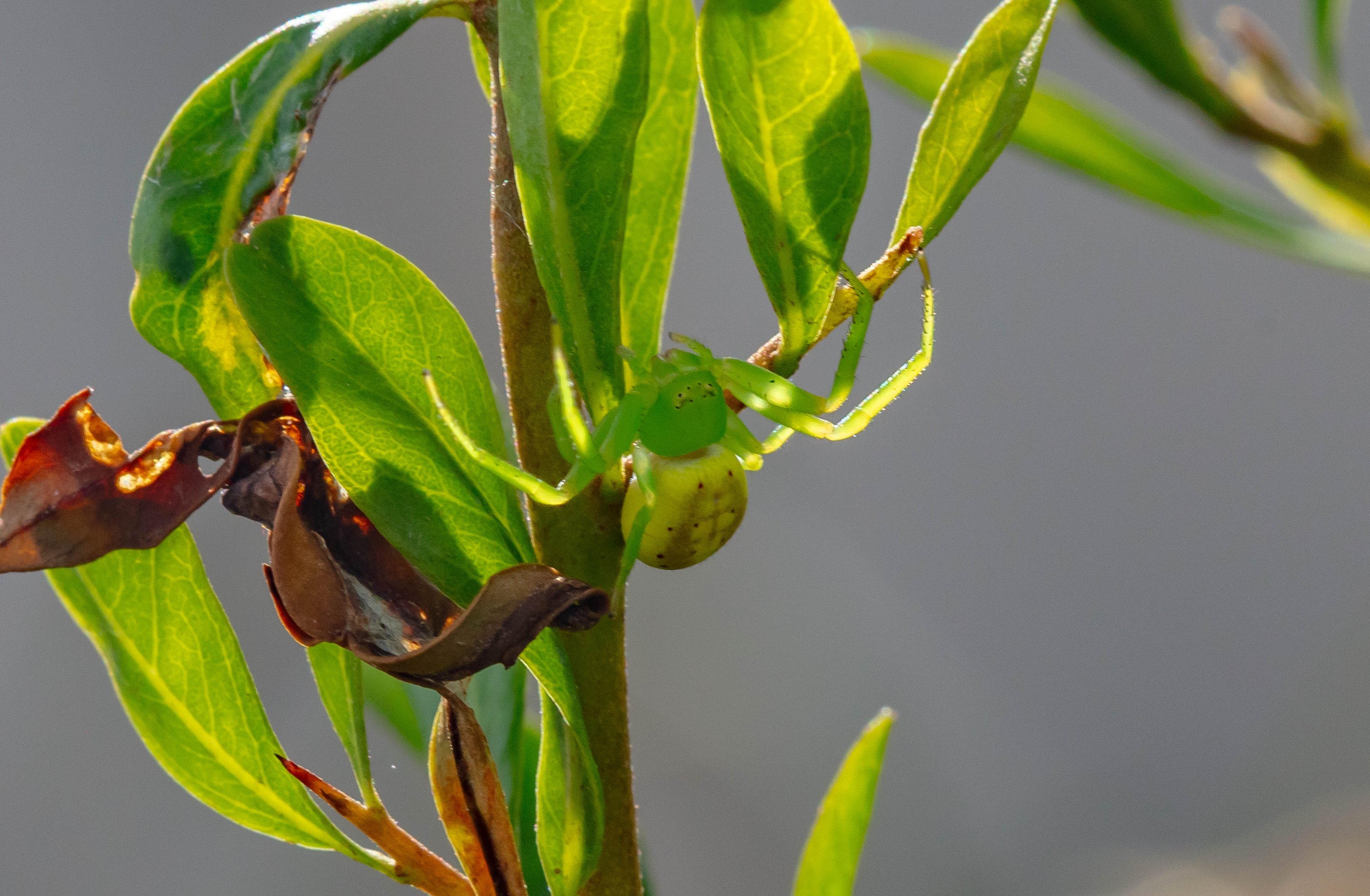 Many-spotted Flower Spider