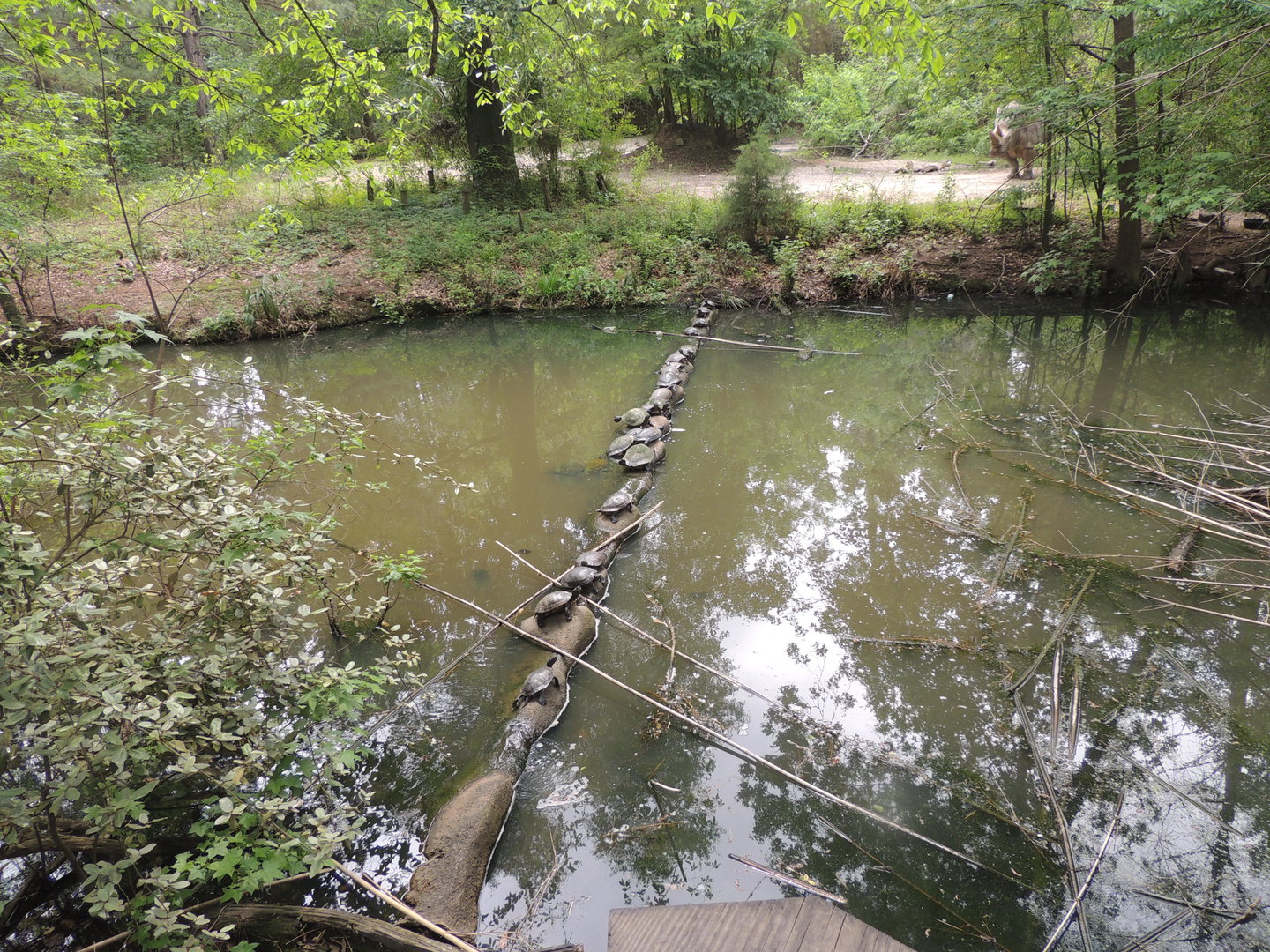 many unknown turtles