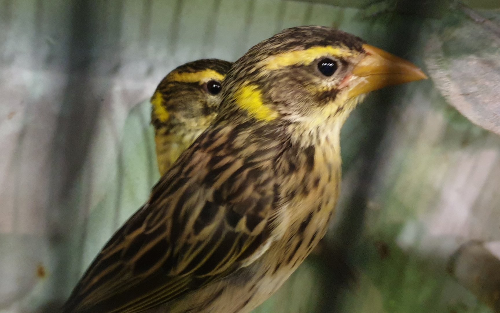 Manyar weavers - Ploceus manyar